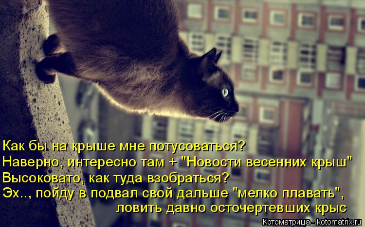 Котоматрица: Как бы на крыше мне потусоваться? Наверно, интересно там + "Новости весенних крыш" Высоковато, как туда взобраться? Эх.., пойду в подвал свой д