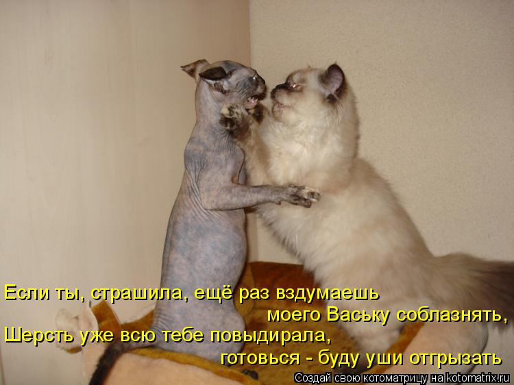 Котоматрица: Если ты, страшила, ещё раз вздумаешь моего Ваську соблазнять, готовься - буду уши отгрызать Шерсть уже всю тебе повыдирала,