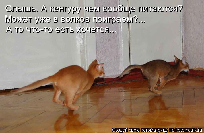 Котоматрица: Слышь. А кенгуру чем вообще питаются? Может уже в волков поиграем?... А то что-то есть хочется...