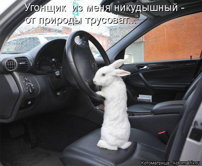 Котоматрица: Угонщик  из меня никудышный - от природы трусоват...