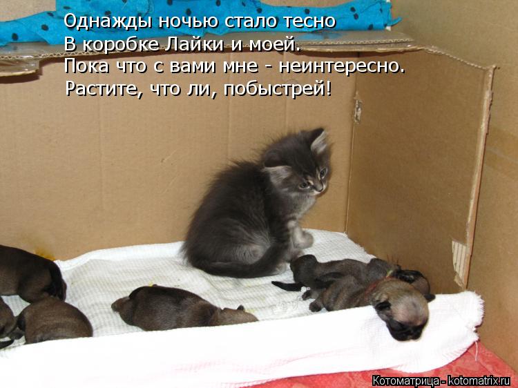 Котоматрица: Однажды ночью стало тесно В коробке Лайки и моей. Пока что с вами мне - неинтересно. Растите, что ли, побыстрей!