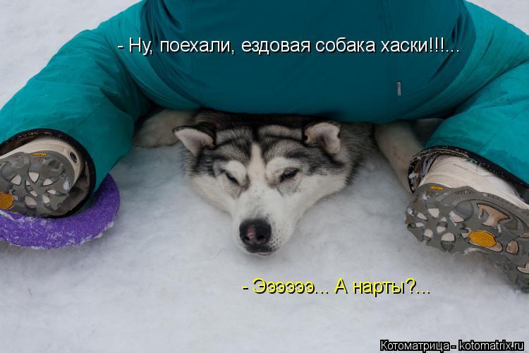 Котоматрица: - Ээээээ... А нарты?... - Ну, поехали, ездовая собака хаски!!!...