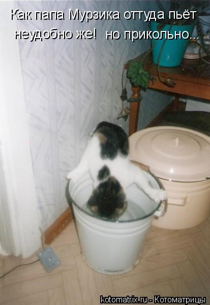 Котоматрица: Как папа Мурзика оттуда пьёт  неудобно же! но прикольно...