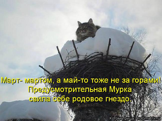 Котоматрица: Март- мартом, а май-то тоже не за горами! Предусмотрительная Мурка  свила себе родовое гнездо.