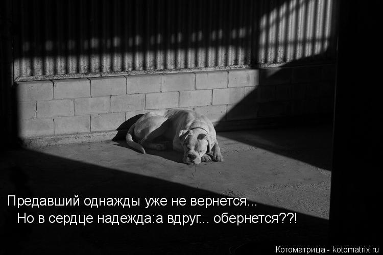 Котоматрица: Предавший однажды уже не вернется... Но в сердце надежда:а вдруг... обернется??!