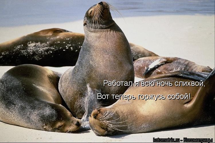 Котоматрица: Вот теперь горжусь собой!  Работал я всю ночь слихвой,