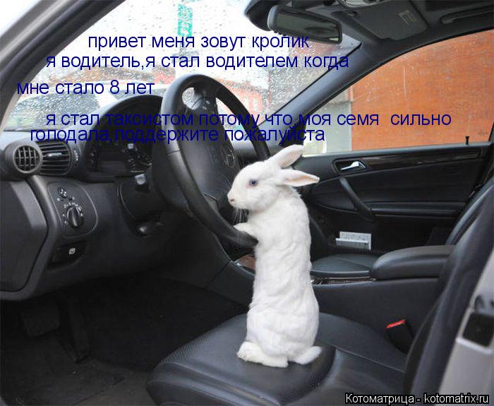Котоматрица: привет меня зовут кролик я водитель,я стал водителем когда мне стало 8 лет я стал таксистом потому что,моя семя  сильно голодала,поддержите 