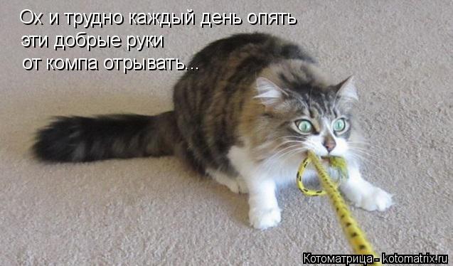 Котоматрица: Ох и трудно каждый день опять эти добрые руки от компа отрывать...