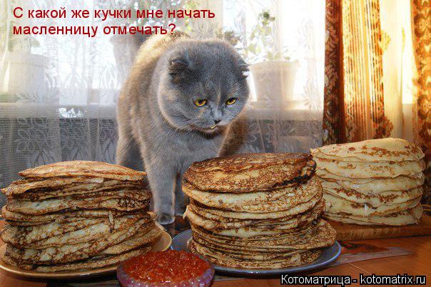 Котоматрица: С какой же кучки мне начать масленницу отмечать?