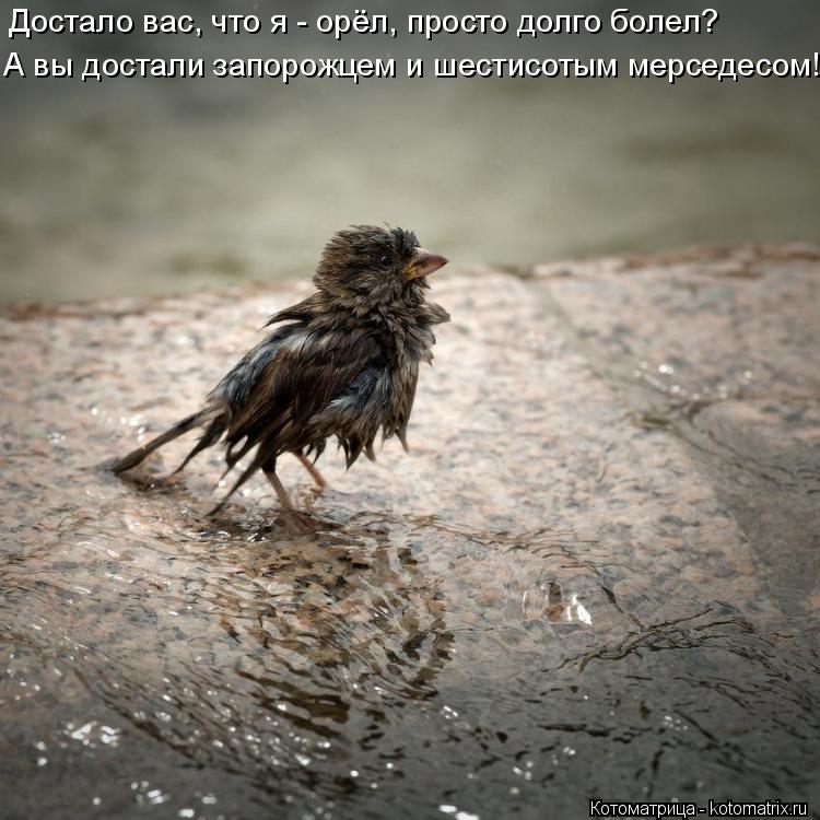 Котоматрица: Достало вас, что я - орёл, просто долго болел? А вы достали запорожцем и шестисотым мерседесом!