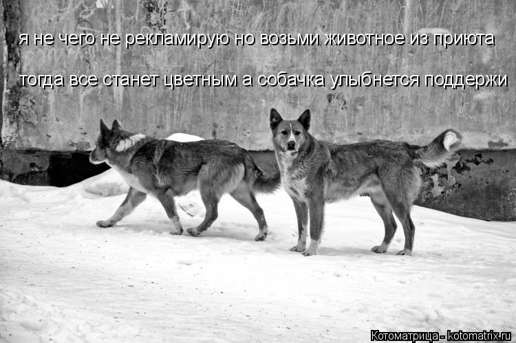 Котоматрица: я не чего не рекламирую но возьми животное из приюта тогда все станет цветным а собачка улыбнется поддержи