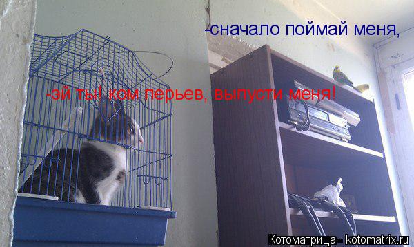 Котоматрица: -эй ты! ком перьев, выпусти меня! -сначало поймай меня,