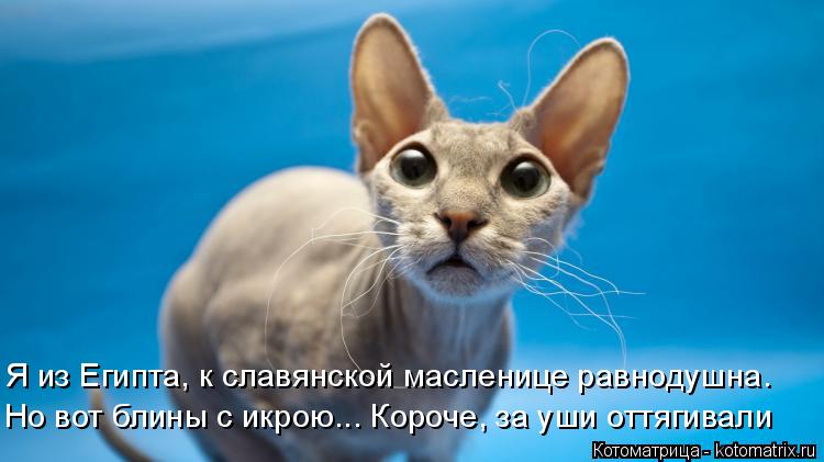 Котоматрица: Я из Египта, к славянской масленице равнодушна. Но вот блины с икрою... Короче, за уши оттягивали