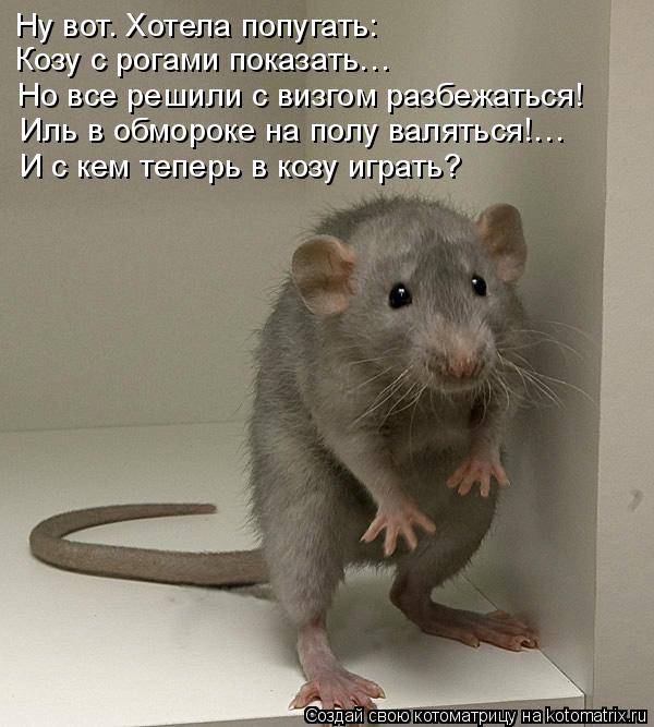 Котоматрица: Ну вот. Хотела попугать: Козу с рогами показать… Но все решили с визгом разбежаться! Иль в обмороке на полу валяться!… И с кем теперь в козу 