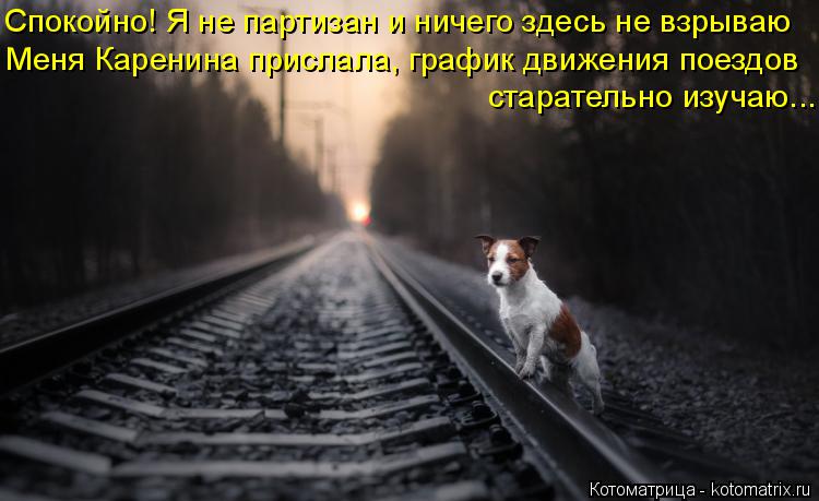 Котоматрица: Спокойно! Я не партизан и ничего здесь не взрываю Меня Каренина прислала, график движения поездов старательно изучаю...