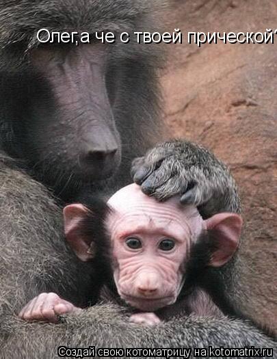 Котоматрица: Олег,а че с твоей прической? Олег,а че с твоей прической?