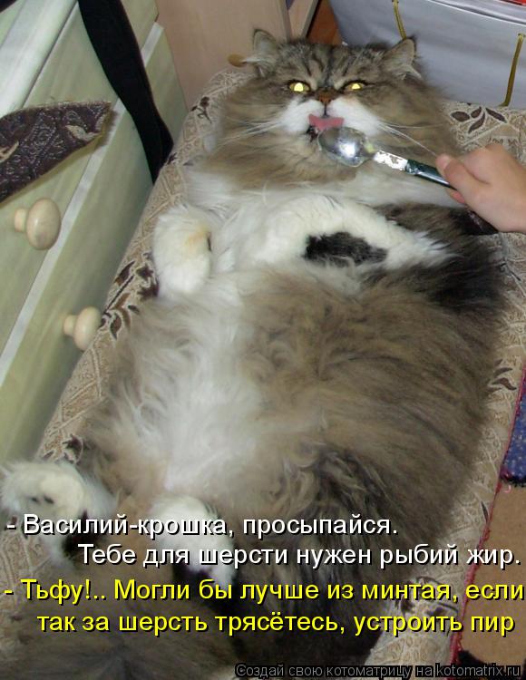 Котоматрица: - Василий-крошка, просыпайся. Тебе для шерсти нужен рыбий жир. - Тьфу!.. Могли бы лучше из минтая, если так за шерсть трясётесь, устроить пир