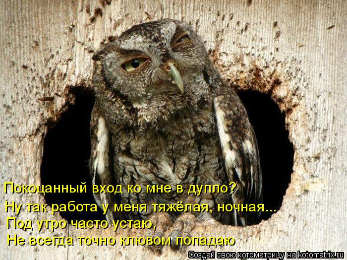 Котоматрица: Покоцанный вход ко мне в дупло? Ну так работа у меня тяжёлая, ночная... Под утро часто устаю, Не всегда точно клювом попадаю