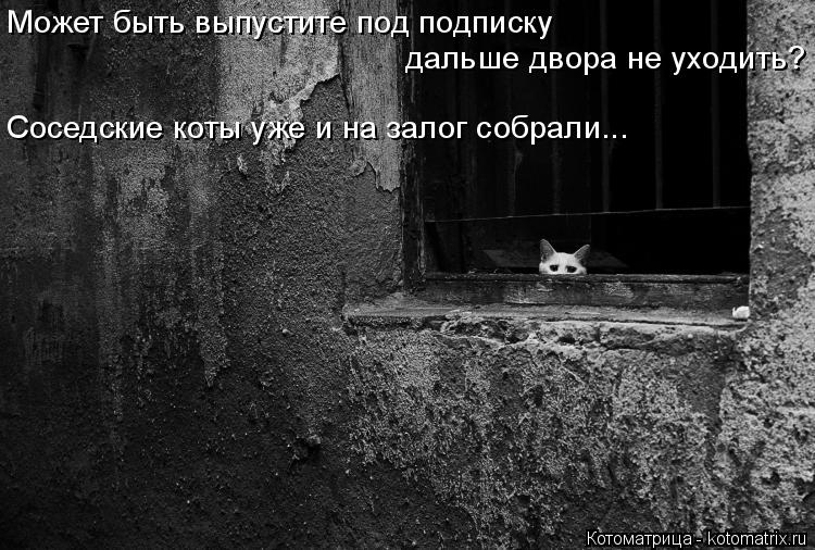 Котоматрица: Может быть выпустите под подписку дальше двора не уходить? Соседские коты уже и на залог собрали...