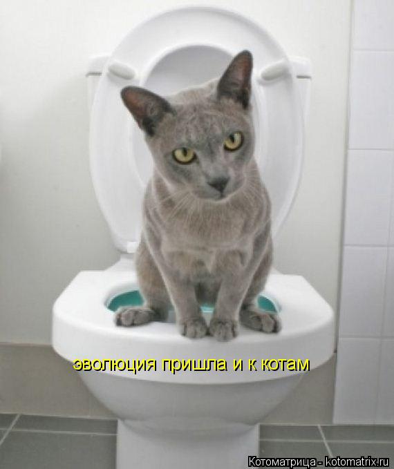 Котоматрица: эволюция пришла и к котам