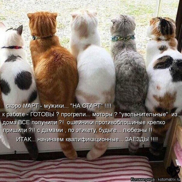 Котоматрица: скоро МАРТ - мужики... "НА СТАРТ" !!!! к работе - ГОТОВЫ ? прогрели... моторы ? "увольнительные"  из дома ВСЕ получили ?!  ошейники противоблошиные кр