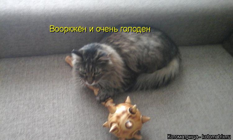 Котоматрица: Вооркжён и очень голоден