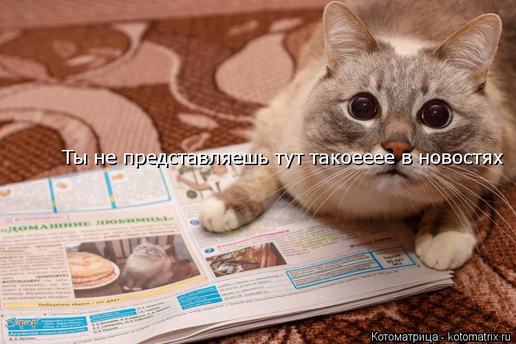 Котоматрица: Ты не представляешь тут такоееее в новостях