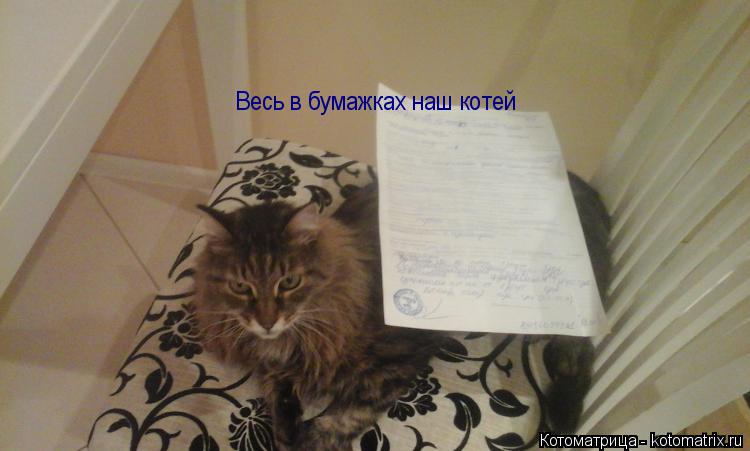 Котоматрица: Весь в бумажках наш котей