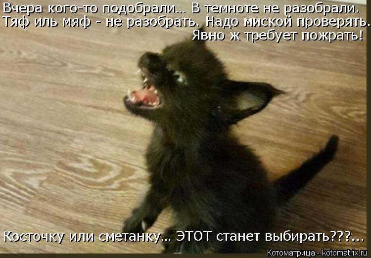 Котоматрица: Вчера кого-то подобрали… В темноте не разобрали. Явно ж требует пожрать! Косточку или сметанку… ЭТОТ станет выбирать???... Тяф иль мяф - не ра