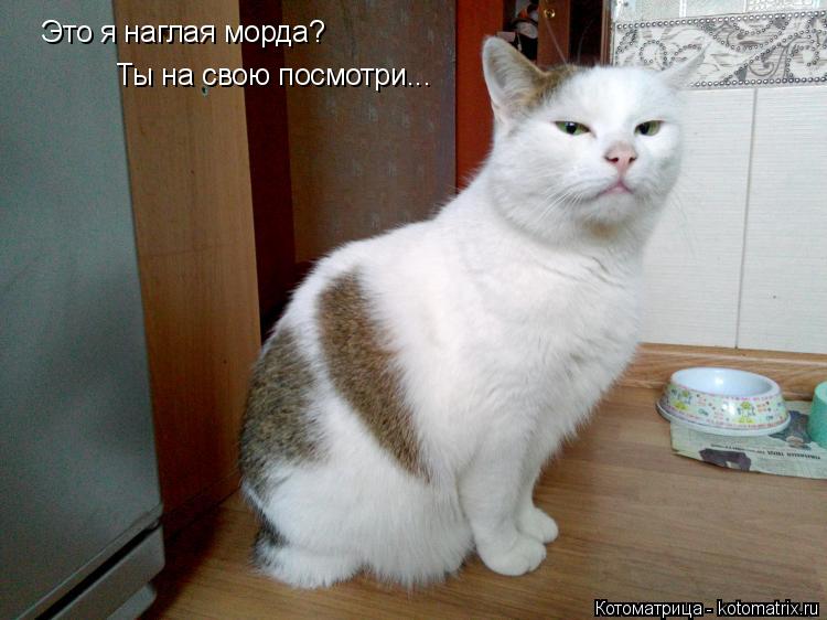 Котоматрица: Это я наглая морда? Ты на свою посмотри...