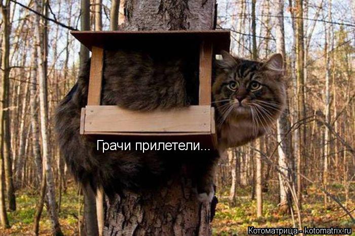 Котоматрица: Грачи прилетели...