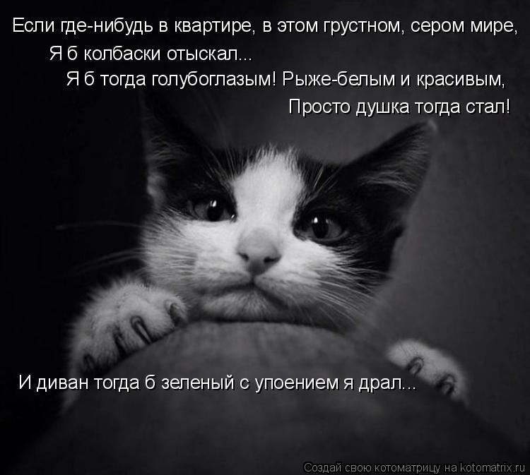 Котоматрица: Если где-нибудь в квартире, в этом грустном, сером мире, Я б колбаски отыскал... Я б тогда голубоглазым! Рыже-белым и красивым, Просто душка то