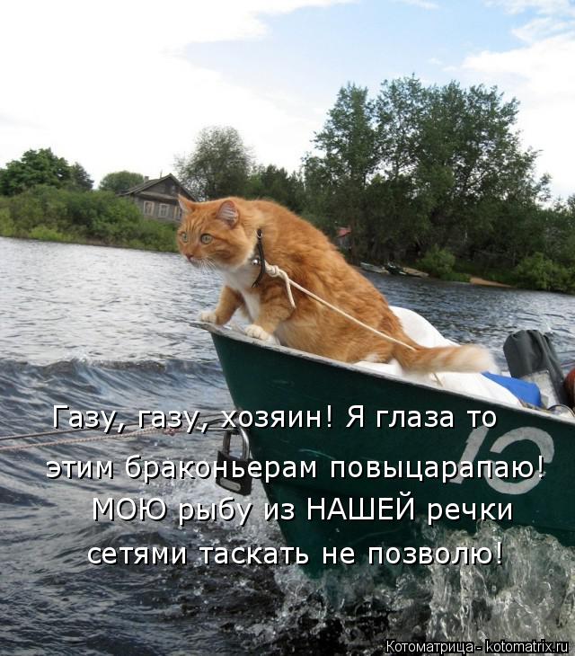 Котоматрица: Газу, газу, хозяин! Я глаза то   этим браконьерам повыцарапаю!  МОЮ рыбу из НАШЕЙ речки сетями таскать не позволю!