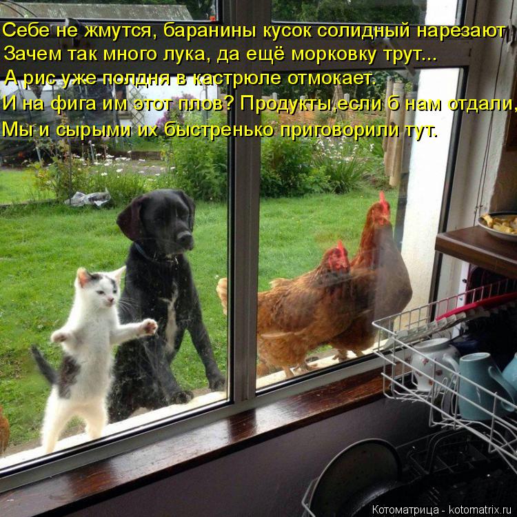 Котоматрица: Себе не жмутся, баранины кусок солидный нарезают Зачем так много лука, да ещё морковку трут... А рис уже полдня в кастрюле отмокает. И на фига 