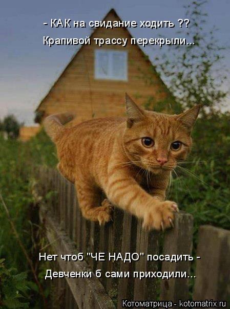 Котоматрица: - КАК на свидание ходить ?? Крапивой трассу перекрыли... Нет чтоб "ЧЕ НАДО" посадить - Девченки б сами приходили...