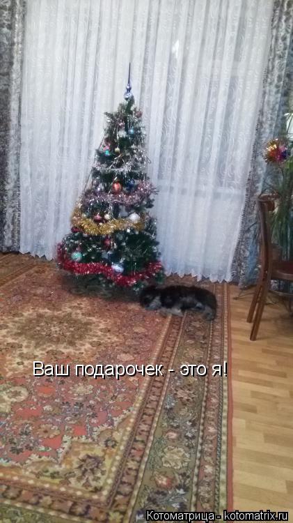 Котоматрица: Ваш подарочек - это я!