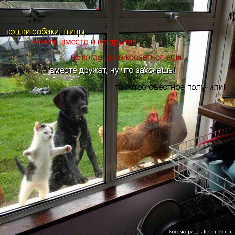 Котоматрица: кошки,собаки,птицы. может  вместе и не дружат. но когда дело косаеться еды вместе дружат, ну что захочешь! ток чтоб съестное получили!
