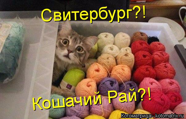 Котоматрица: Свитербург?! Кошачий Рай?!