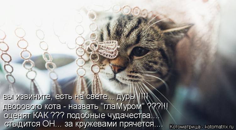 Котоматрица: вы извините, есть на свете... дуры !!!! дворового кота - назвать "глаМуром" ???!!! оценят КАК ??? подобные чудачества.... стыдится ОН... за кружевами пр
