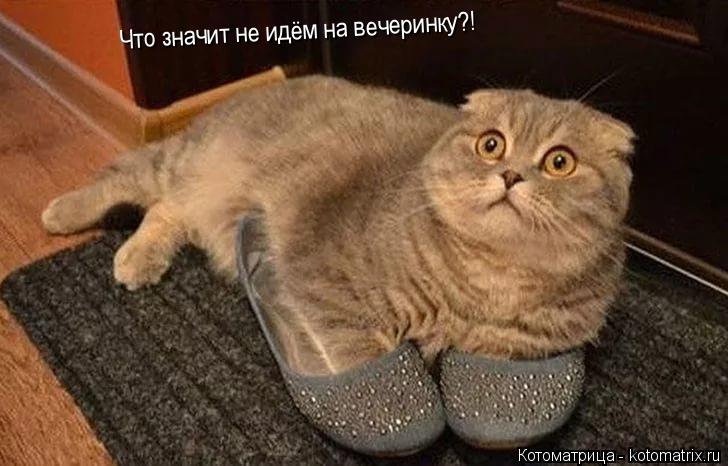 Котоматрица: Что значит не идём на вечеринку?!