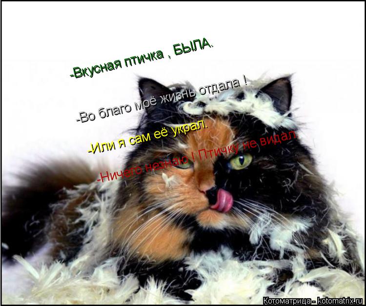 Котоматрица: -Вкусная птичка , БЫЛА. -Во благо моё жизнь отдала ! -Или я сам её украл. -Ничего незнаю ! Птичку не видал.