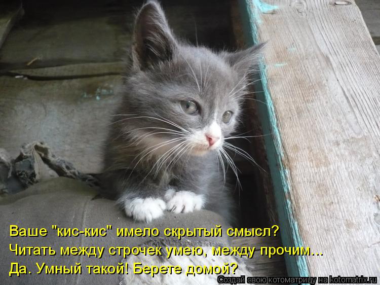 Котоматрица: Ваше "кис-кис" имело скрытый смысл? Читать между строчек умею, между прочим... Да. Умный такой! Берете домой?