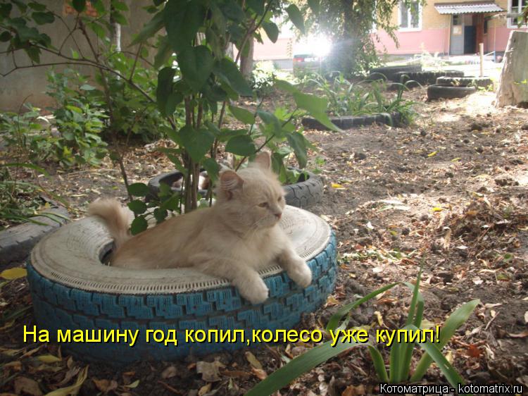 На машину год копил,колесо уже купил!... Котоматрица: На машину год копил,колесо уже купил!