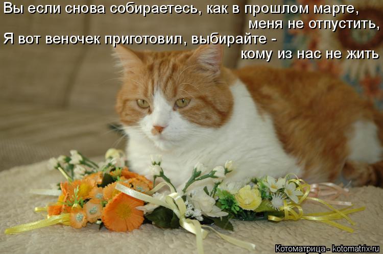 Котоматрица: Вы если снова собираетесь, как в прошлом марте, меня не отпустить, Я вот веночек приготовил, выбирайте - кому из нас не жить