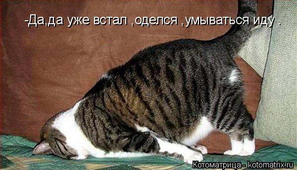 Котоматрица: -Да,да уже встал ,оделся ,умываться иду .