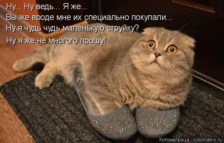 Котоматрица: Ну... Ну ведь... Я же... Вы же вроде мне их специально покупали... Ну я чудь чудь маленькую струйку? Ну я же не многого прошу!