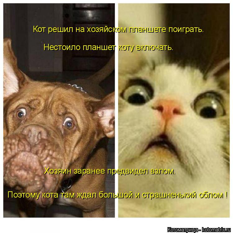 Котоматрица: Кот решил на хозяйском планшете поиграть. Нестоило планшет коту включать. Хозяин заранее предвидел взлом. Поэтому кота там ждал большой и с