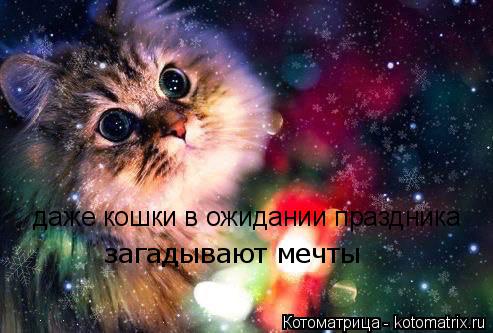Котоматрица: даже кошки в ожидании праздника  загадывают мечты