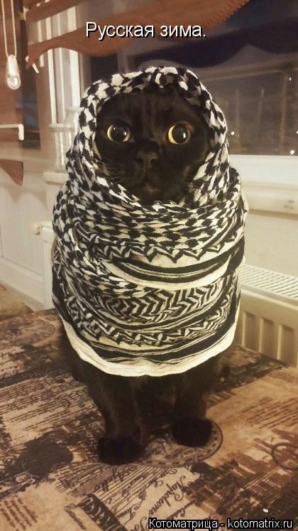 Котоматрица: Русская зима.