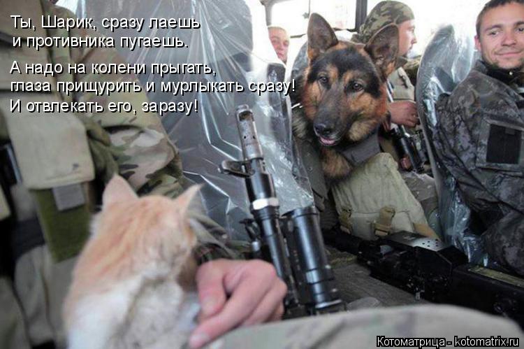 Котоматрица: Ты, Шарик, сразу лаешь и противника пугаешь. А надо на колени прыгать, глаза прищурить и мурлыкать сразу! И отвлекать его, заразу!